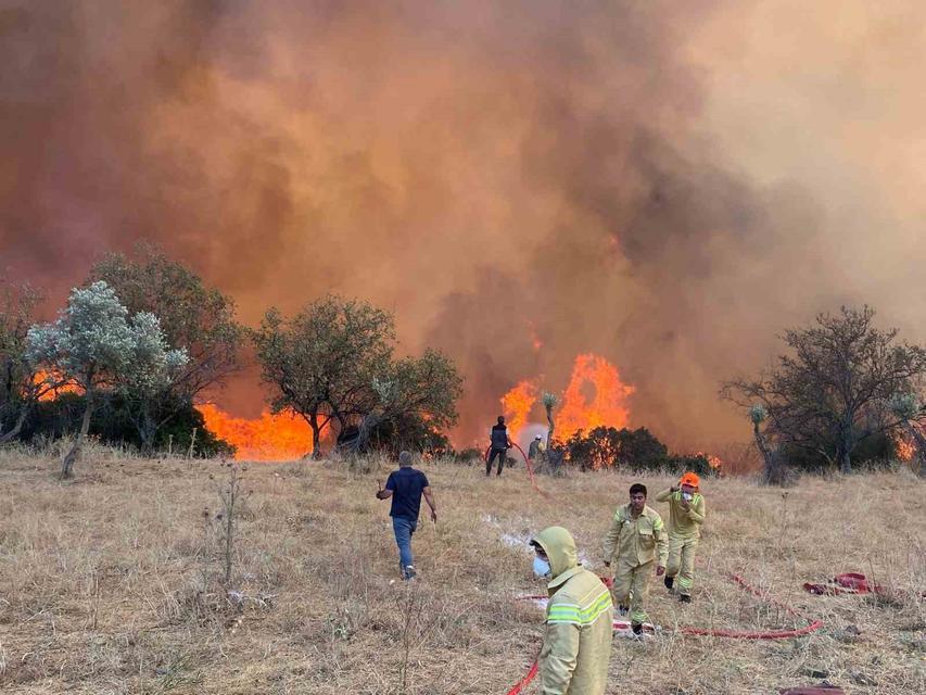 Aydın’da bin 826 hektar alan küle döndü