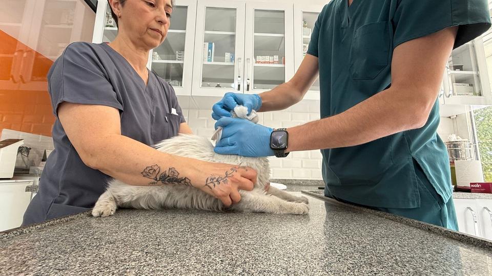 KAYIP KEDİSİNE GÜNLER SONRA KAVUŞTU, BU KEZ MUTLULUKTAN AĞLADI