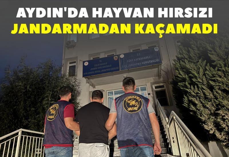 Aydın'da hayvan hırsızı jandarmadan kaçamadı