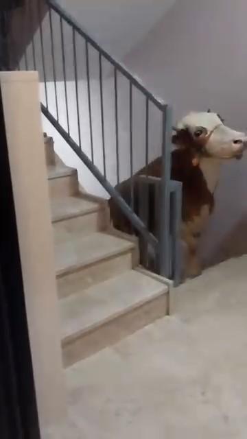 KESMEK İÇİN BÜYÜKBAŞ HAYVANI 6'INCI KATA ÇIKARDI