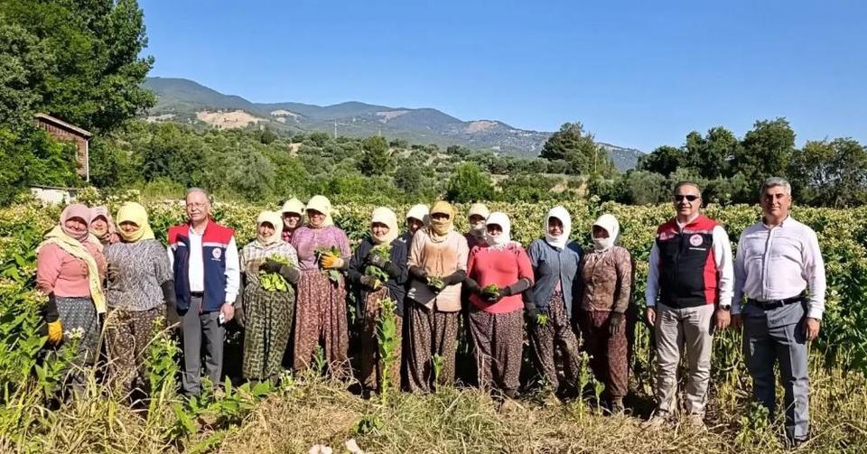 Aydın'da tütün üretiminin merkezi Karacasu'da kırım başladı