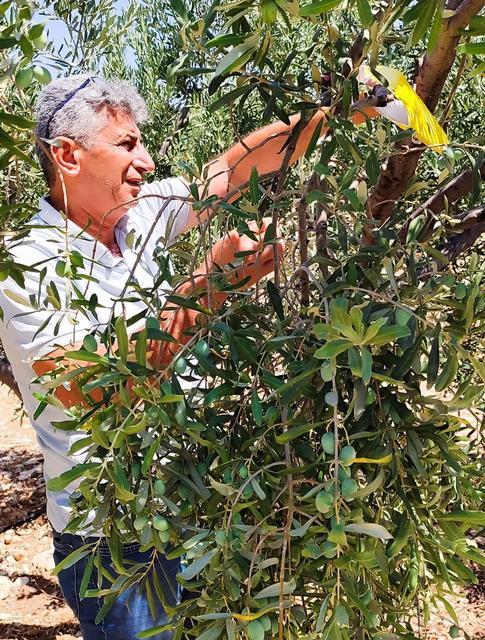 DİDİM'DE ZEYTİN SİNEĞİYLE MÜCADELE DEVAM EDİYOR