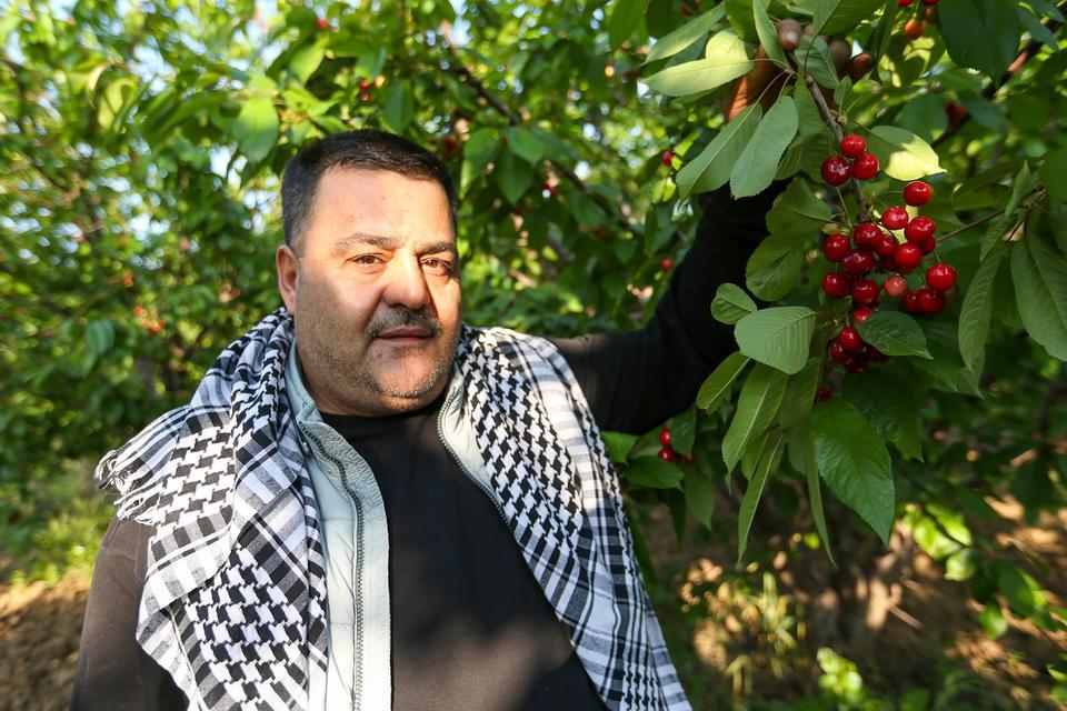 KUZEY YARIMKÜRENİN İLK KİRAZI HASAT EDİLDİ KUZEY YARIMKÜREDE YETİŞTİRİLEN İLK KİRAZ AÇIK ARTTIRMAYLA 2 BİN TL'DEN ALICI BULDU