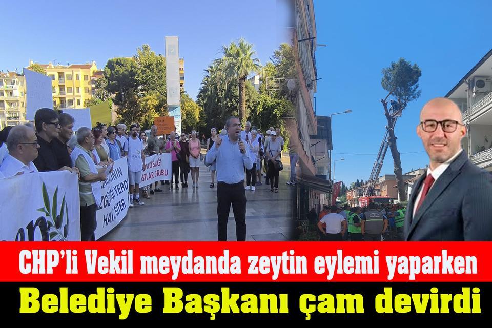 CHP’li Vekil meydanda zeytin eylemi yaparken Belediye Başkanı çam devirdi