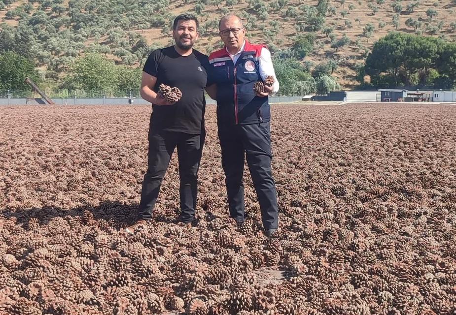 Aydın Çam Fıstığı Avrupa’dan tescilli lezzet oldu