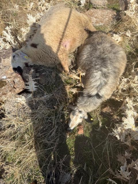 Sürüden ayrılan koyunları kurt kaptı