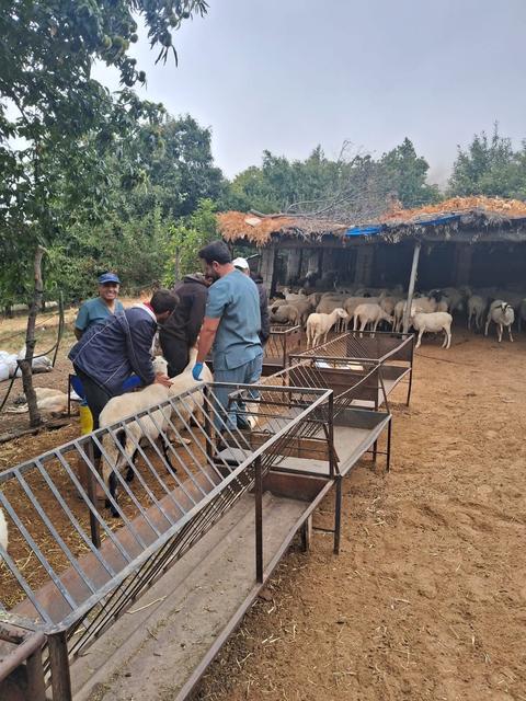 Köşk’te küçükbaş hayvanlar tek tek kontrol ediliyor