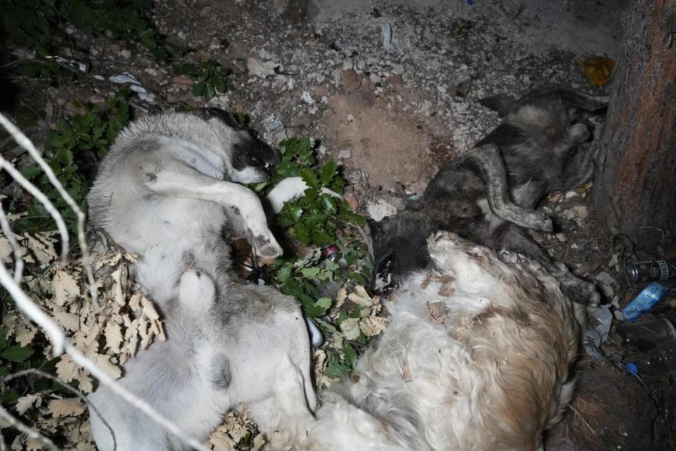 Ormanlık alanda ölü köpekler bulundu