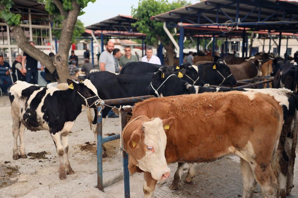 KURBAN PAZARLARINDA SAĞLIK VE HİJYEN KONTROLÜ