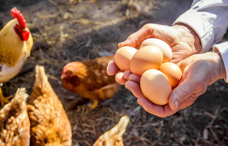 Yumurta ihracatında o kesintisi kaldırıldı