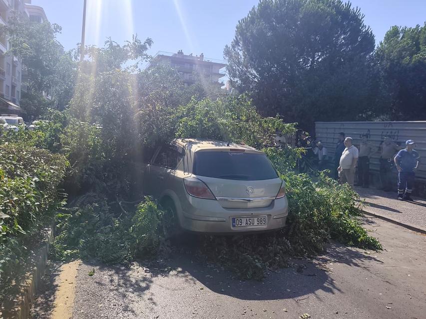 Aydın'da seyir halindeki otomobilin üzerine ağaç devrildi