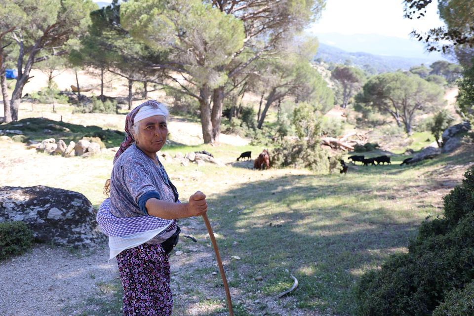 BEŞPARMAK DAĞLARI'NDA ÇOBANLIĞI TERK ETMEYEN SADECE RUKİYE BACI KALDI BÖLGENİN EN GENÇ ÇOBANI 60 YAŞINA MERDİVEN DAYADI