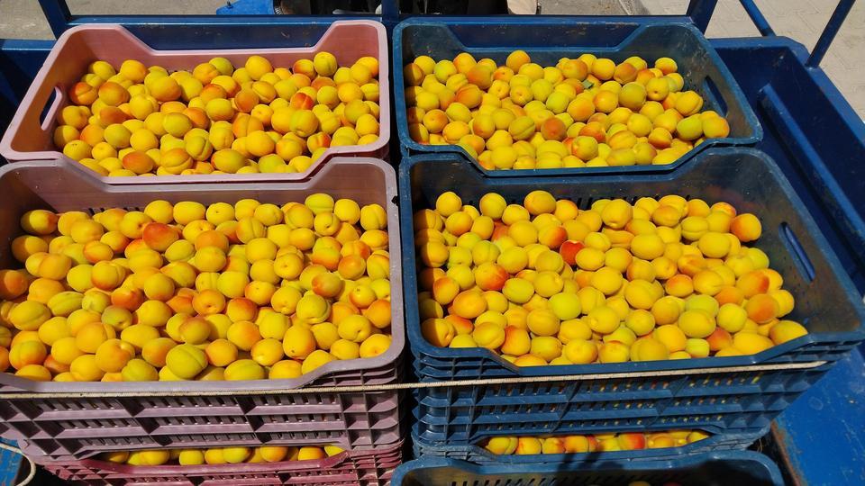 KAYISIDA İLK HASAT YAPILDI: 500 TL'DEN ALICI BULDU TÜRKİYE'NİN SOFRALIK KAYISI ÜRETİMİNDE İLK SIRADA YER ALAN MERSİN'İN MUT İLÇESİNDE AÇIKTA İLK HASAT YAPILDI, İLK ÜRÜN OLMASI NEDENİYLE 500 TL'DEN ALICI BULDU BU HAFTADAN İTİBAREN HASADIN HIZLANMASININ FİYATININ İSE BİR SÜRE 200 İLE 250 TL ARASINDA OLMASININ BEKLENDİĞİ BİLDİRİLDİ