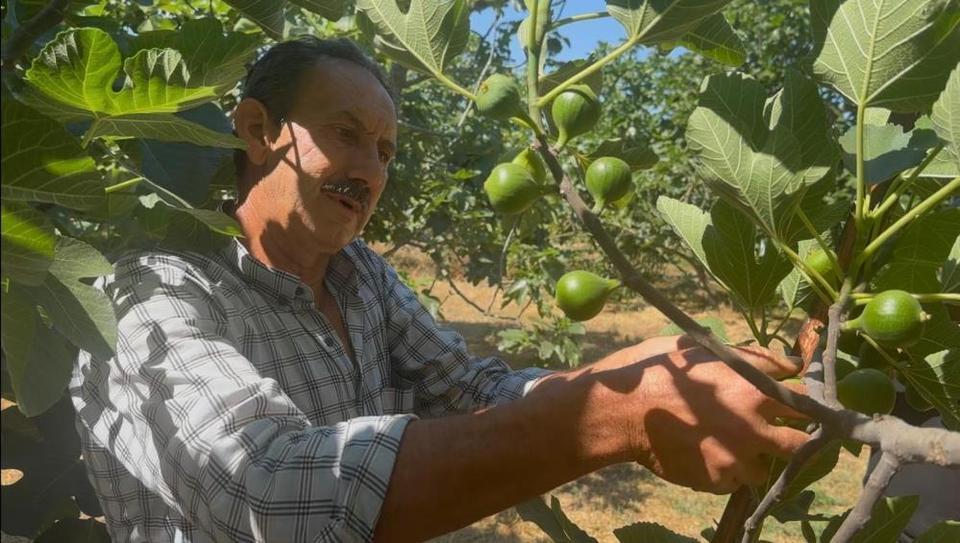 Bursa'nın siyah incirinin sırrı Aydın'dan çıkıyor