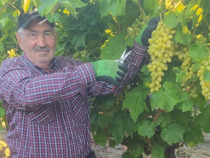 SARIGÖL'DE ÜZÜM HASADI BAŞLADI