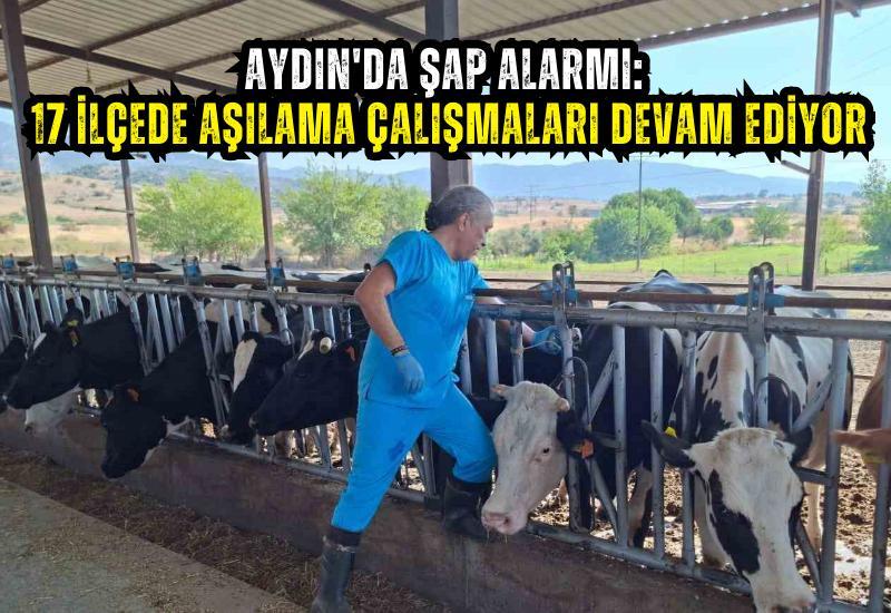Aydın'da şap alarmı: 17 ilçede aşılama çalışmaları devam ediyor
