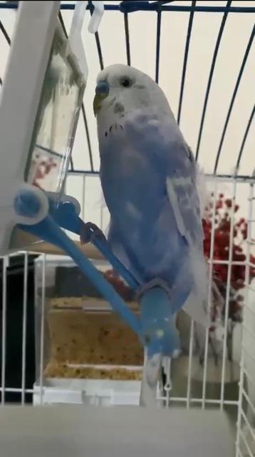 TAKSİCİLERDEN VEFA...ÖLEN MUHABBET KUŞLARI İÇİN MİNİ MEZAR YAPTILAR BURSALI TAKSİCİLER DURAKLARININ YANINA MİNİ MEZARLIK YAPARAK BERDUŞUN ANISINI YAŞATIYORLAR