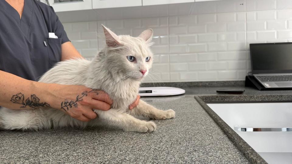 KAYIP KEDİSİNE GÜNLER SONRA KAVUŞTU, BU KEZ MUTLULUKTAN AĞLADI