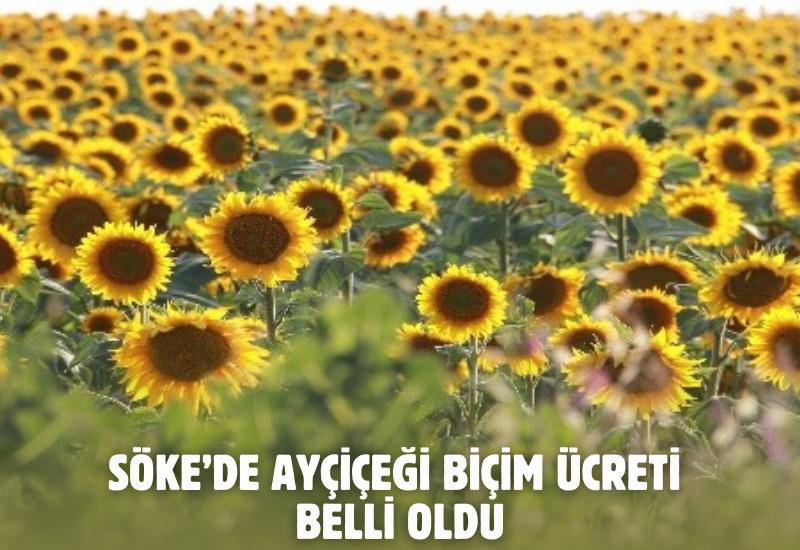 Söke’de ayçiçeği biçim ücreti belli oldu