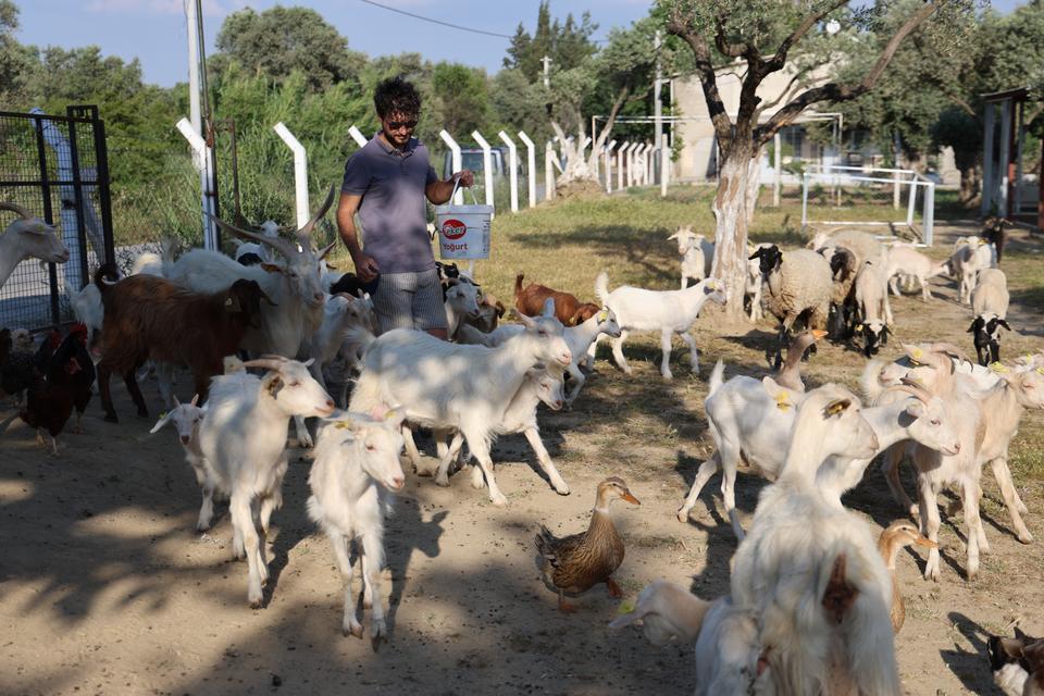 ÇOCUĞUNA TAZE SÜT İÇİRMEK İÇİN KEÇİ ALDI, KENDİSİNİ ÇOBANLIK MESLEĞİNİN İÇİNDE BULDU ANAÇ KEÇİ BEREKETLİ ÇIKTI, 1 YILDA 62 KEÇİSİ OLDU 2 ÜNİVERSİTE MEZUNU GENÇ, KEÇİ SEVGİSİYLE YENİ BİR HAYATA BAŞLADI