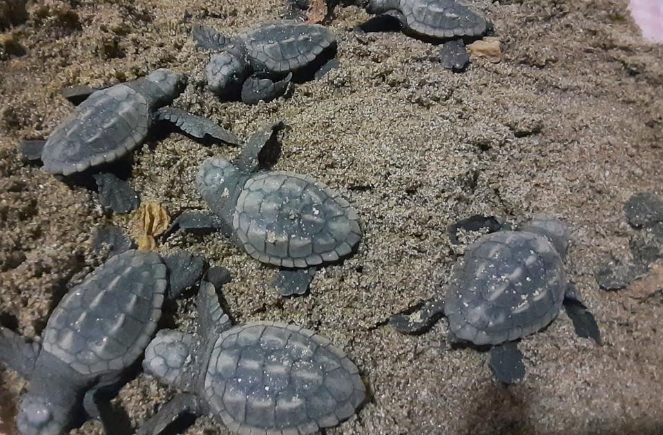 73 yavru caretta denize ulaştı