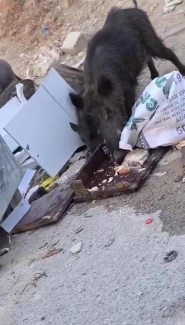 Aç kalan domuz sürüsü çöpte yiyecek aradı