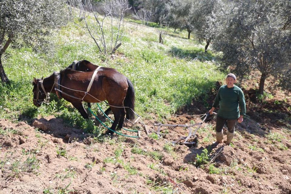 Aydın dağlarında incir ve zeytin üreticisinin karasabanla zorlu mücadelesi başladı