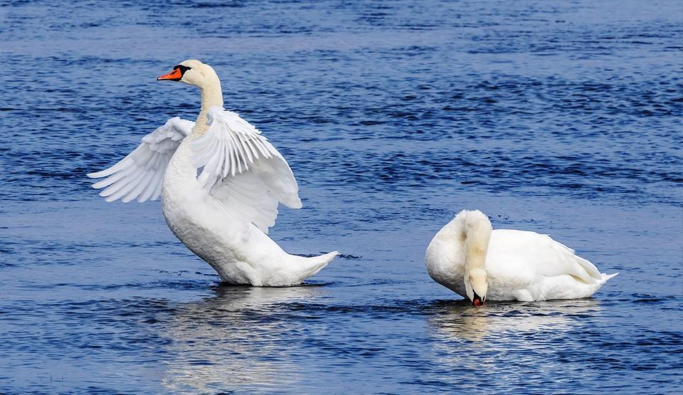 SAVCININ OBJEKTİFİNDEN YABAN HAYATI SAVCININ ÇEKTİĞİ HAYVANLAR ALEMİ VİDEOLARI BELGESELLERİ ARATMIYOR