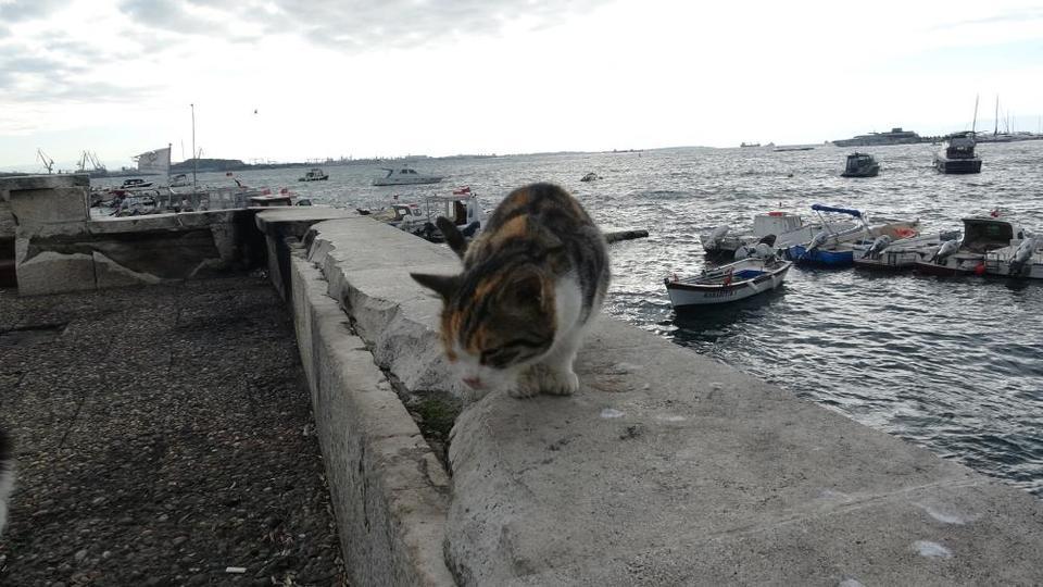 Vicdanları sızlatan görüntü: Balıkçı, oltadaki balığa yaklaşan kediyi tekmeleyip denize attı