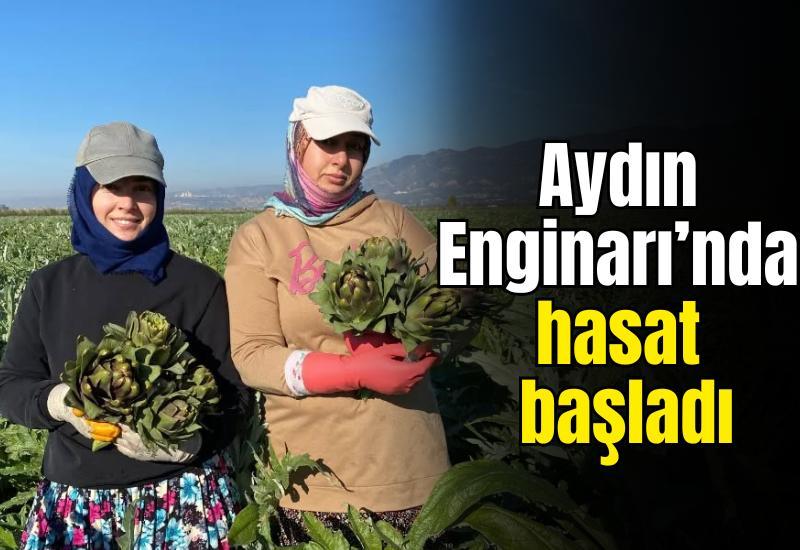 Coğrafi İşaretli Aydın Enginarı’nda hasat başladı
