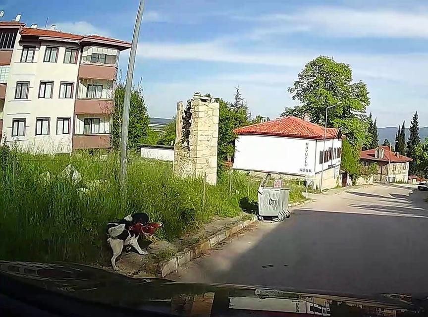 Başıboş köpeğin tavuğu alıp kaçtığı anlar kamerada