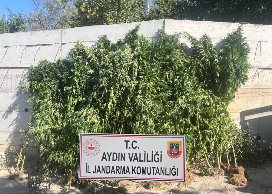 Aydın’da evin bahçesinden 250 kök kenevir ele geçirildi