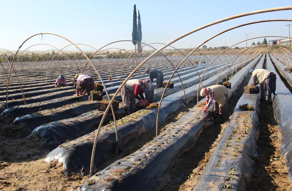 ÇİLEK ÜRETİCİSİ TARLAYA İNDİ KIŞ ÇİLEKLERİNİ TOPRAKLA BULUŞTURAN ÇİFTÇİLER SEZONDAN UMUTLU