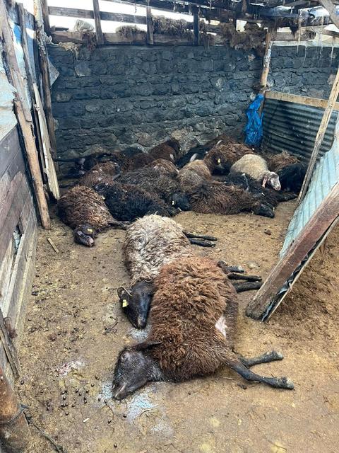 KARS'TA KURT DEHŞETİ: AÇ KURTLAR 130 KOYUNU TELEF ETTİ