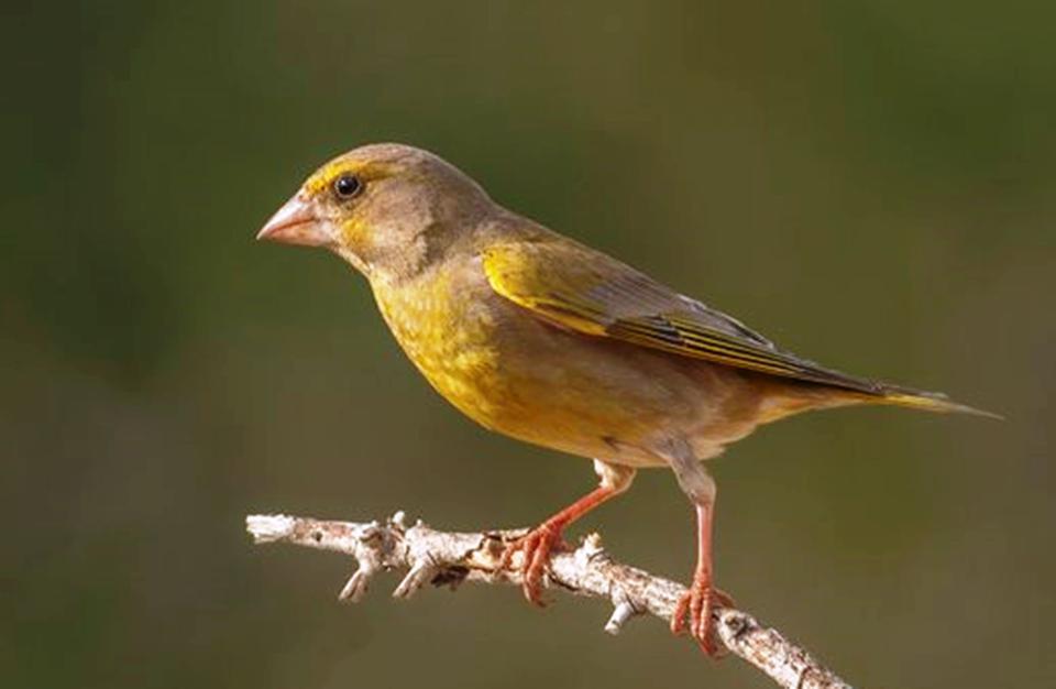 SAVCININ OBJEKTİFİNDEN YABAN HAYATI SAVCININ ÇEKTİĞİ HAYVANLAR ALEMİ VİDEOLARI BELGESELLERİ ARATMIYOR