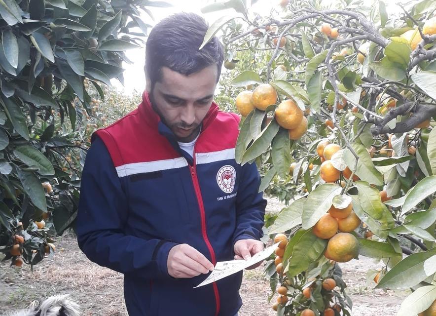 SÖKE'DE NARENCİYE BAHÇELERİ KONTROL EDİLDİ