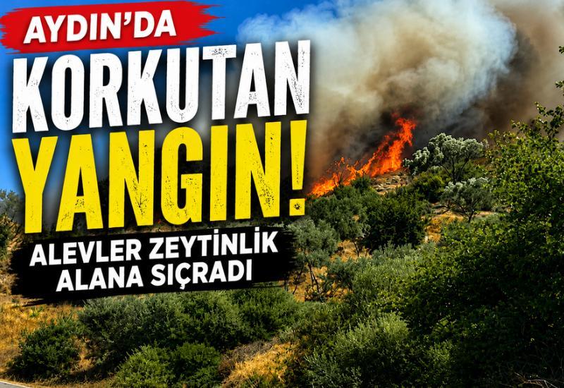 Aydın'da korkutan yangın! Alevler zeytinlik alana sıçradı