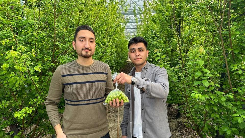 (ÖZEL) ERİĞİN İLK HASADINI YAPTILAR...FİYATI ALTINLA YARIŞIYOR ORTA DOĞU'NUN GÖZÜ BU ERİKTE KİLOGRAMI 3 BİN 500 LİRA, TANESİ 100 LİRADAN SATILIYOR