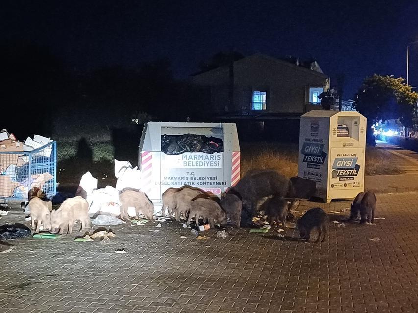 Marmaris domuz çiftliğine döndü
