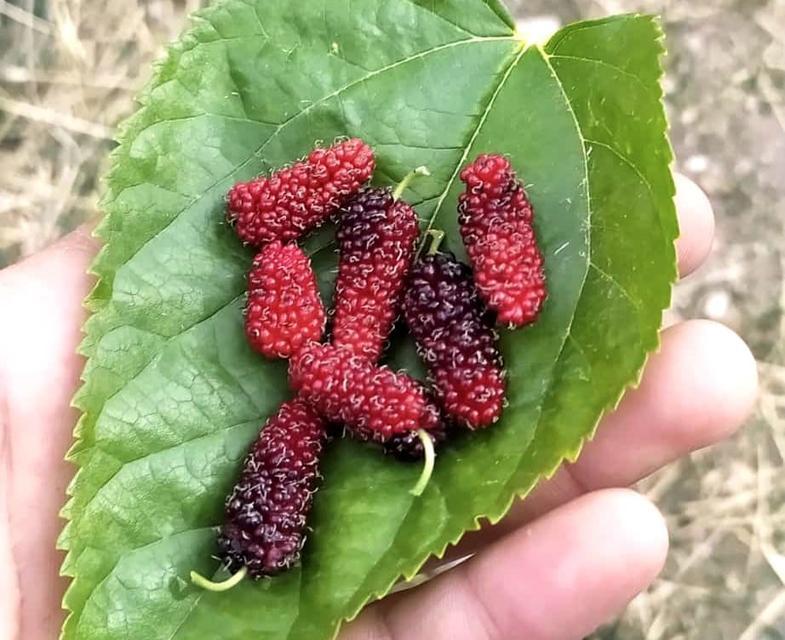 TUNCELİ'DE DUT AĞACI MEVSİMİ ŞAŞIRDI, İKİNCİ KEZ MEYVE VERDİ