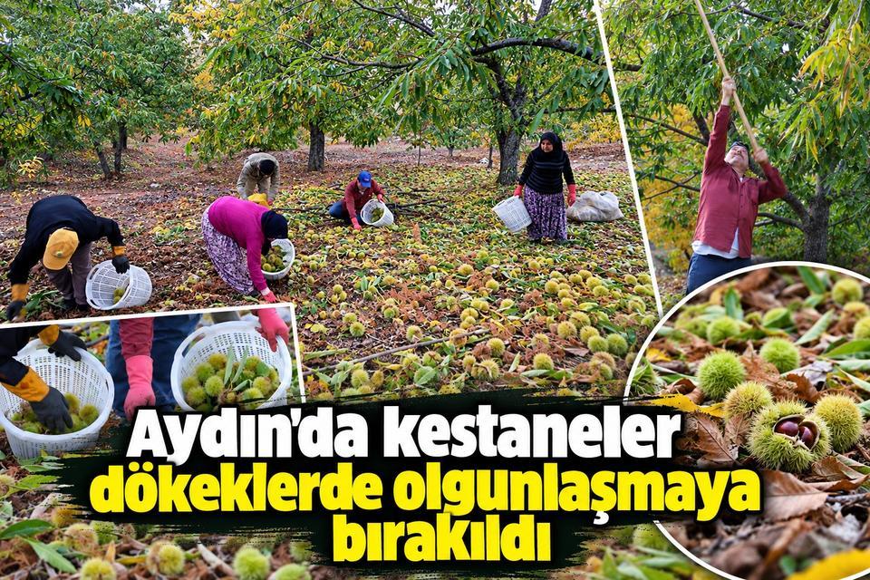 Aydın'da kestaneler dökeklerde olgunlaşmaya bırakıldı