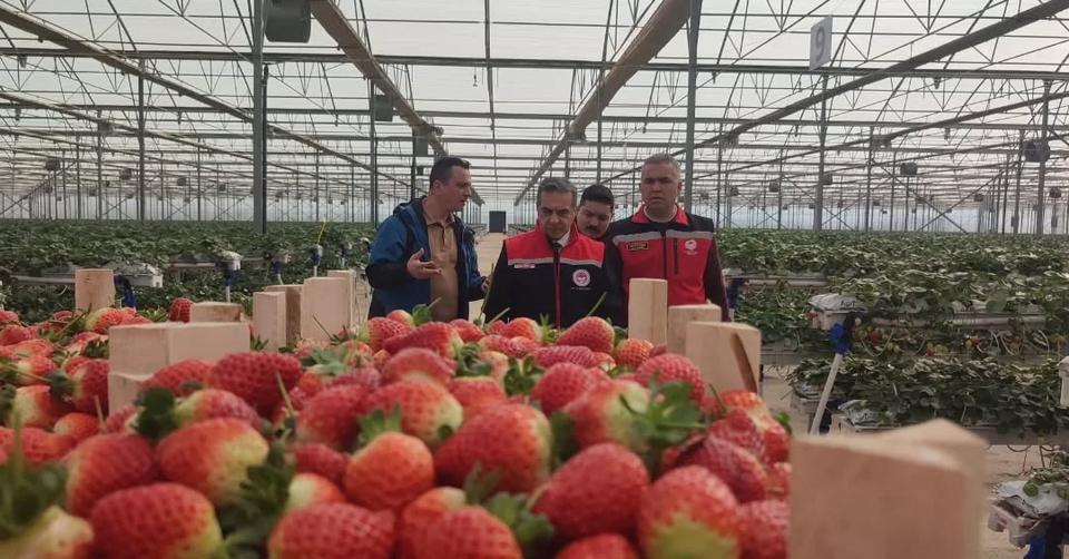 Türkiye’nin çilek merkezi Aydın’da hasat zamanı