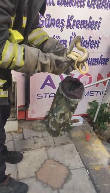 Doğalgaz kutusuna giren yılanı kedi fark etti