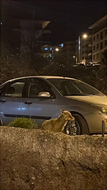 Başkent’te aç kalan tilki şehre indi