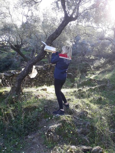 Söke’de zeytin sineği mücadelesi devam ediyor