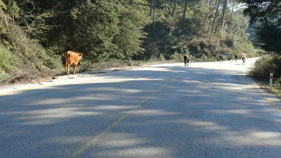 Zamlar nedeniyle Aydın’da eskiye geri dönüş başladı