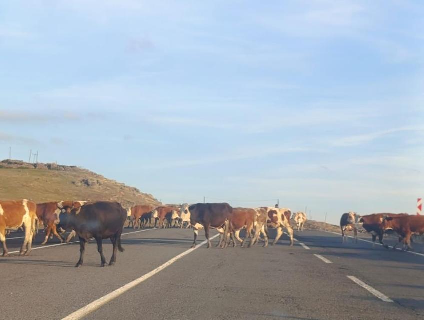 Karayoluna çıkan büyükbaş hayvanlar trafiği aksattı