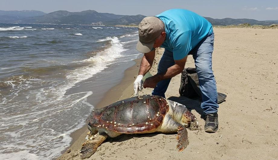 Kuşadası’nda Caretta caretta deniz aracına kurban gitti