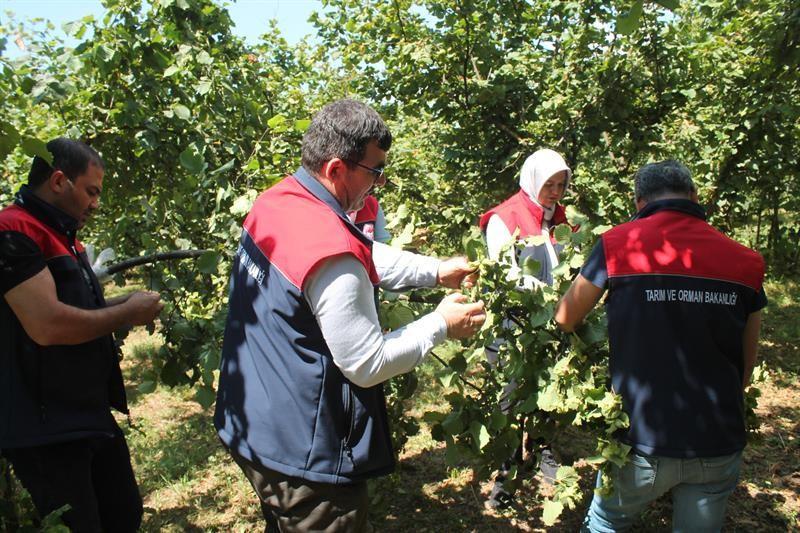 Düzce'de fındık rekolte tespiti sürüyor