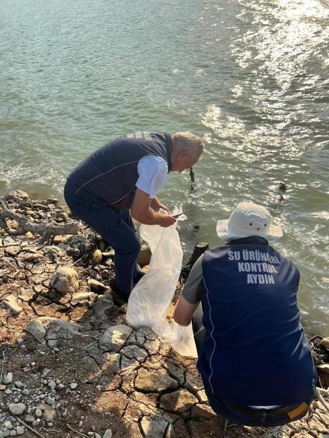 Kemer Barajı’na 600 bin adet sazan yavrusu bırakıldı